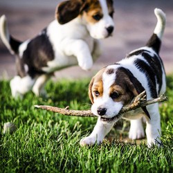 A Dog's Purpose In Our Life!